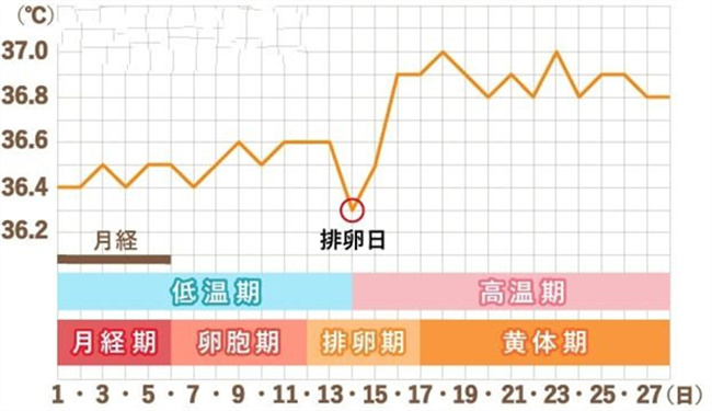 排卵日期应该怎样准确判断（根据自己的月经周期预测）