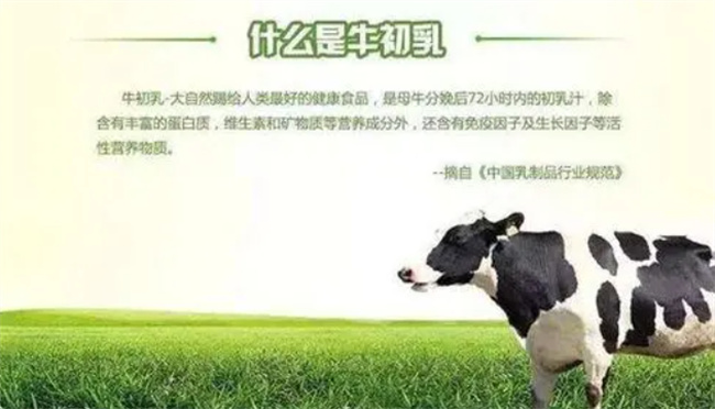 什么是牛初乳