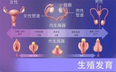 怀孕的过程：从卵子受精到胚层形成