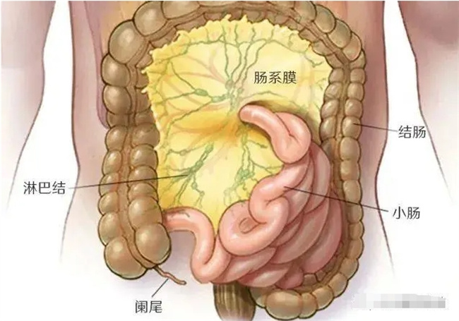 小儿肠系膜淋巴结肿大：原因、治疗和饮食建议