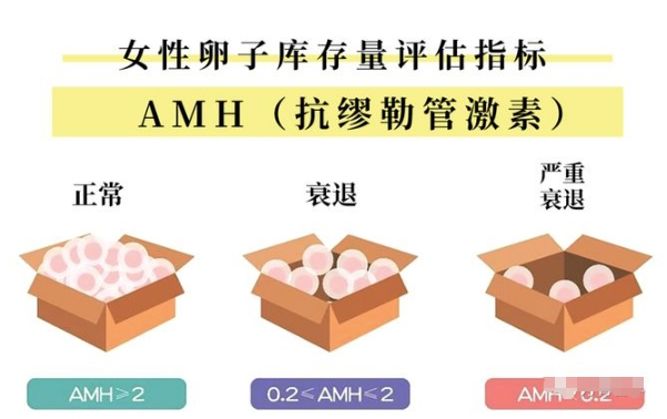  深入了解卵巢功能指标AMH及其作用