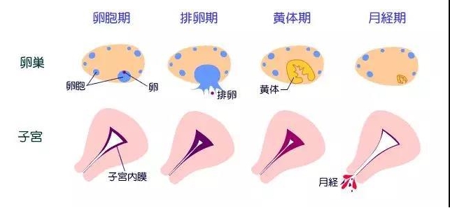 掌握女性安全期，科学避孕从容有序