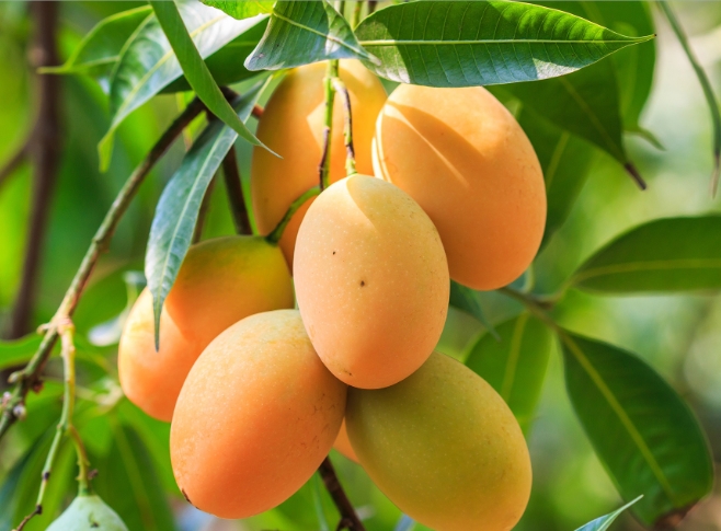 经期是否适宜食用芒果？