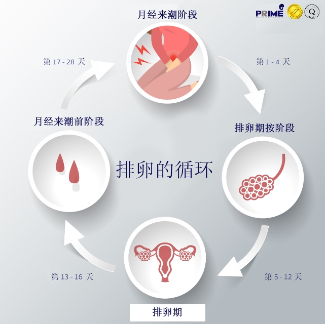 了解排卵期，掌握受孕最佳时机