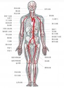 了解主动脉：位置、功能和重要性