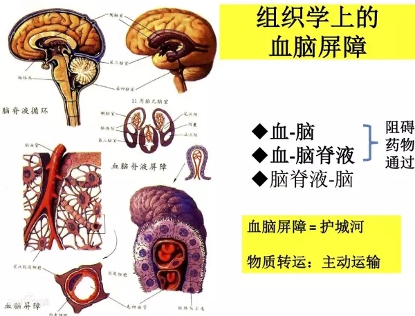 结核性脑膜炎：症状、诊断和治疗方法