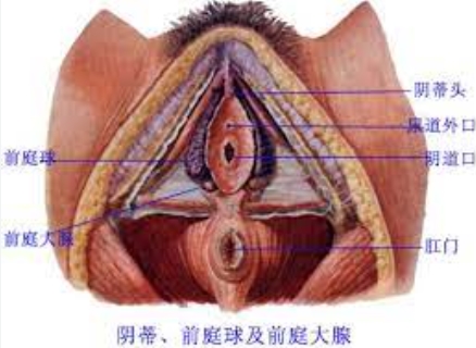 外阴前庭的位置及重要性：关爱自己的健康