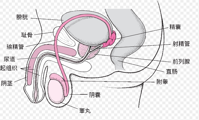 了解前列腺炎症状及并发症：预防与治疗关键