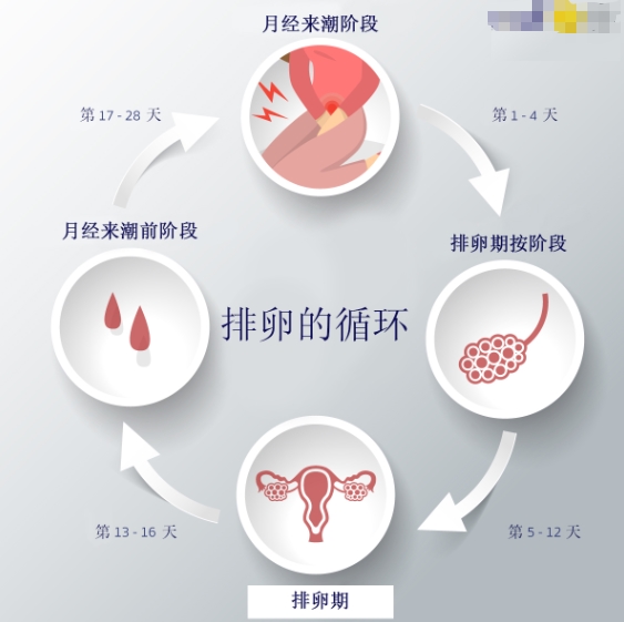 备孕成功的关键：如何准确计算排卵期？