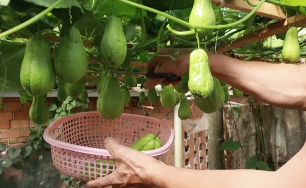 探秘佛手瓜种植技巧：生长之道何在？