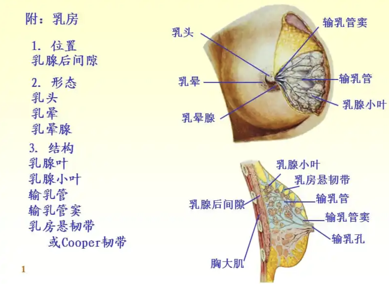 教你了解乳房解剖图，哺乳好轻松