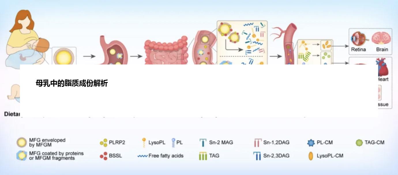 母乳中的脂质成份解析
