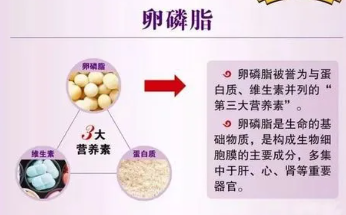 怀孕、哺乳为什么要吃卵磷脂?营养师提醒适当剂量及挑选重点