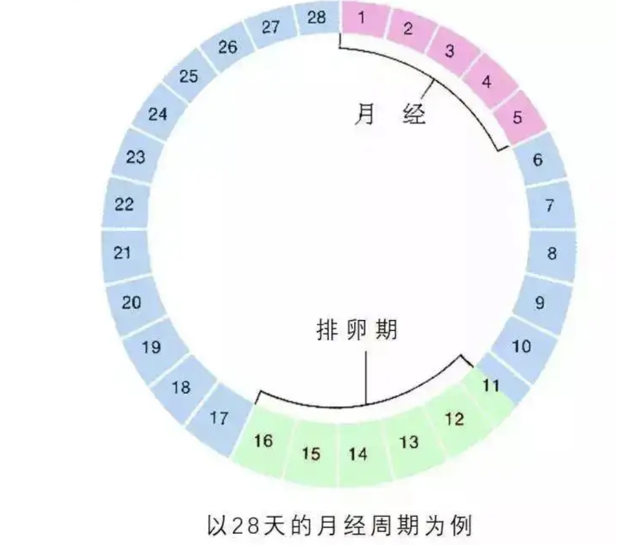 认识排卵期：什么时候怀孕机率最高？计算排卵日有哪些方法？