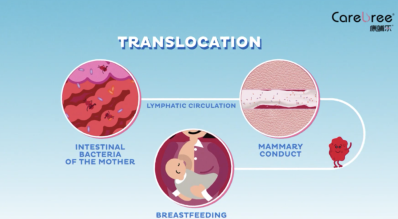 母乳中的脂质成份解析