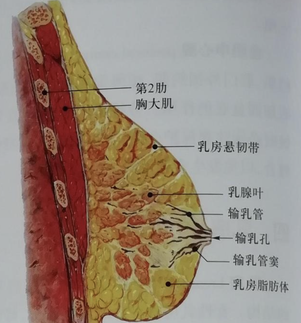 教你了解乳房解剖图，哺乳好轻松