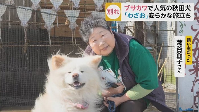 日本网红秋田犬Wasao离世主人心存感激