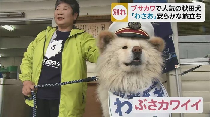 日本网红秋田犬Wasao离世主人心存感激