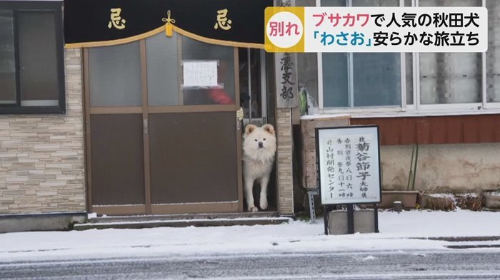 日本网红秋田犬Wasao离世主人心存感激