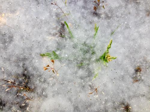 太阳“雪”的胎教故事