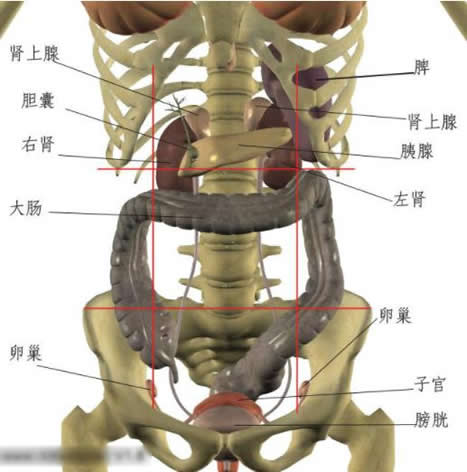 左腹部疼痛的可能病因分析对应内脏器官位置判断病因