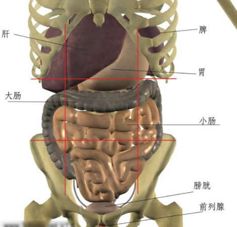 左腹部内脏器官分布图图片